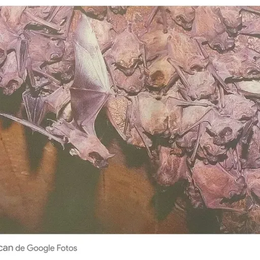 Recuerdos fotográficos: la colonia de murciélagos de Escaba