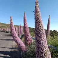 10.000 lugares para viajar con Ángela Gonzalo -  Entre fuego y estrellas: los mil colores de La Palma - 26/04/25