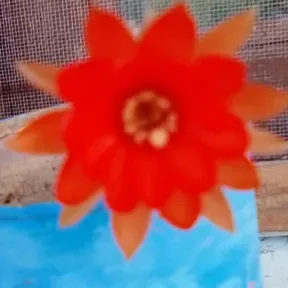 radio oasis valcheta