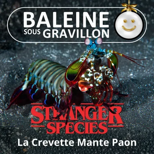 STRANGER SPECIES 6/12 : La Crevette Mante Paon, des baffes comme des balles...