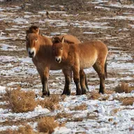 A dance of survival: The return of the last wild horses