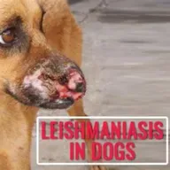 Leishmaniose Visceral