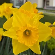Entre narcisos