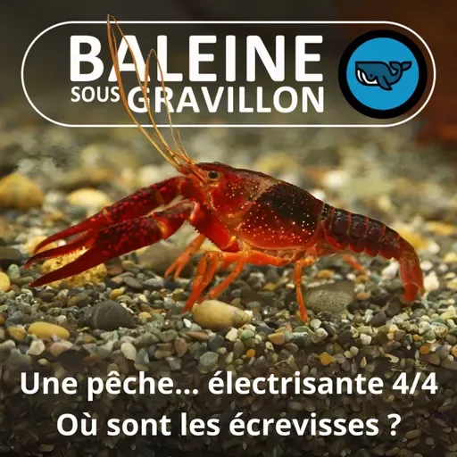 S07E134 Partie de pêche... électrisante 4/4 : Où sont passées les Écrevisses ?