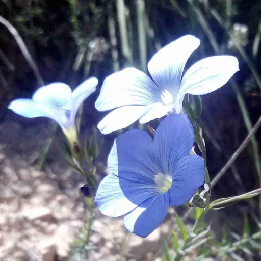 2/41-43) Siguientes dos mensajes (Ann Rollins y Jesús escriben - Vol. 2) | El verdadero evangelio
