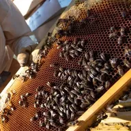 Ucomiel 2025: el mundo mendocino de la apicultura