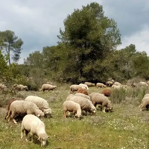 Questions d'élevages (2)