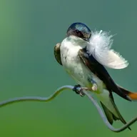 Tree Swallows and Feathers