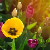 LA PRIMAVERA ESPIRITUAL