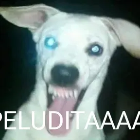 Jzossjzks