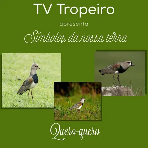 Símbolos de Nossa Terra - Quero-quero