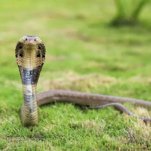 兒童科普|i動物進行式:最大尾的毒蛇~認識眼鏡蛇