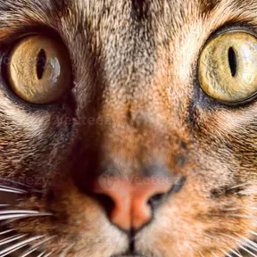 zoidegato