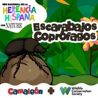 Escarabajo Coprófago: el reciclador del popó