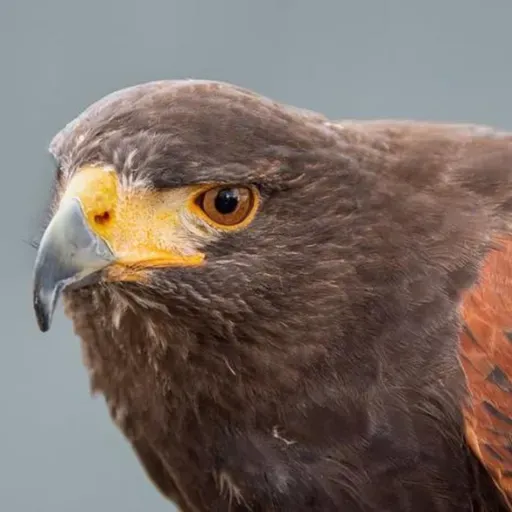 Raptors in the Mojave Desert