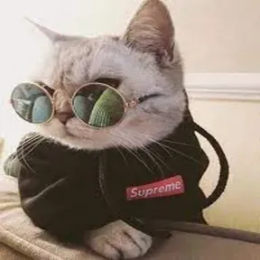 The Cats Rock