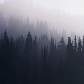 deforestedradio