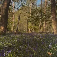 Bluebell Woods