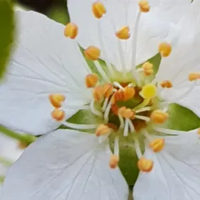 Jesus Rendezvous Ministry