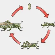 Episodio 3: Ciclo de vida de los grillos.