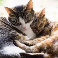 Ecología para todos: El gato como mascota