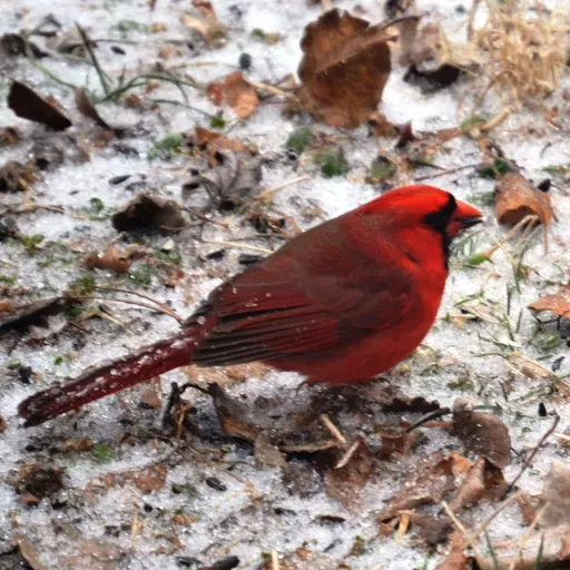 S1E6 - Charlie Croteau is a birder, nature lover, inventor, and has sky dived, despite some pretty impressive challenges