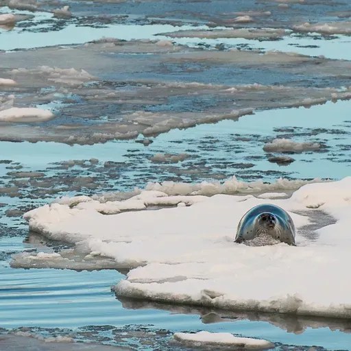 Hör zu! Mach mit. Ein Klima Podcast Folge 5