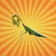 La mante religieuse : la reine secrète de nos jardins