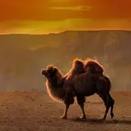 梁晓声：底层民众