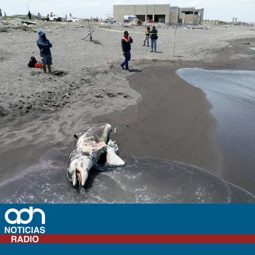 Gobierno niega contaminación pese a manchas de petróleo y fauna muerta
