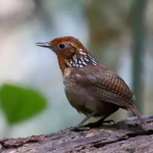 Wrens from North to South