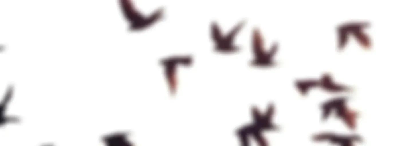 De Los Pájaros Pintados