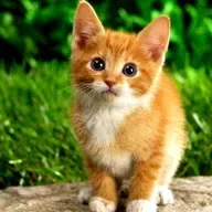 yt1s.io - Cantico 19 - a promessa divina do paraiso (128 kbps).mp3