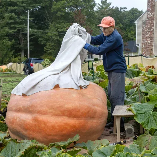 ‘Like an expectant parent’: Inside the world of New England’s giant pumpkin growers
