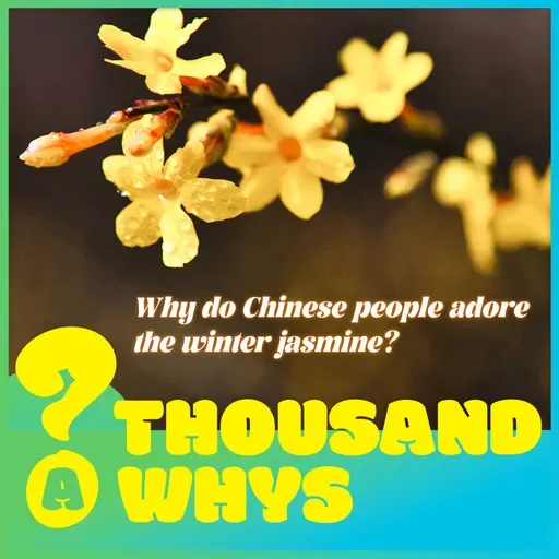 Why do Chinese people adore the winter jasmine?
