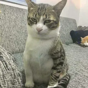 Cat Station