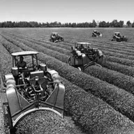 «История чая.» Взгляд из Подольска.