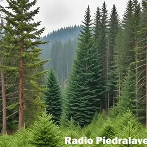 Radio Piedralaves