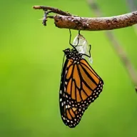 Creepy Crawly Complexity: The Intelligent Design of Insects