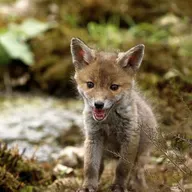 Die Tierdocs: Fuchs ist bewaffnet