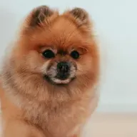 Temperaturas em queda: dicas para proteção da saúde dos pets!
