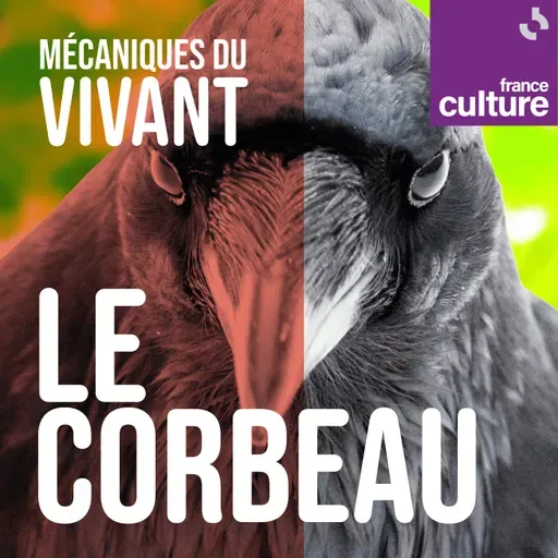 Mécaniques du vivant, saison 3 : Les Corvidés