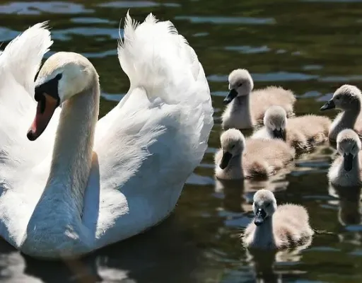 Лебеди. Большая пернатая загадка Руслана Матрозиса и Дмитрия Бойко
