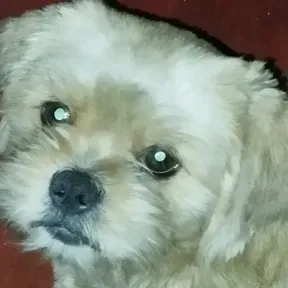 Ferrrrg