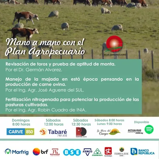 Revisación de toros. Manejo de la majada. Pasturas cultivadas.