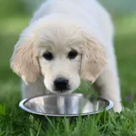 Ecología para todos: Los Oscars de los perros