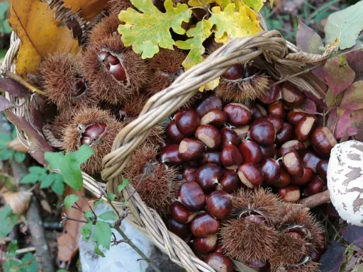 Reportaje | La castaña: el fruto seco que nunca pasará de moda