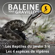 BEST OF D'ÉTÉ #07 Les Reptiles du jardin 3/4 : Les 4 espèces de Vipères