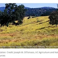 Controlling Starthistle, Summer's Most Evil Weed*