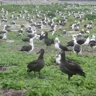 Albatrosses Saving Albatrosses